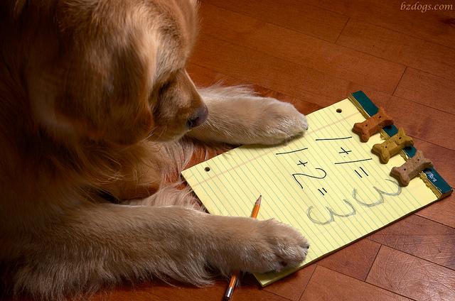 dog math 